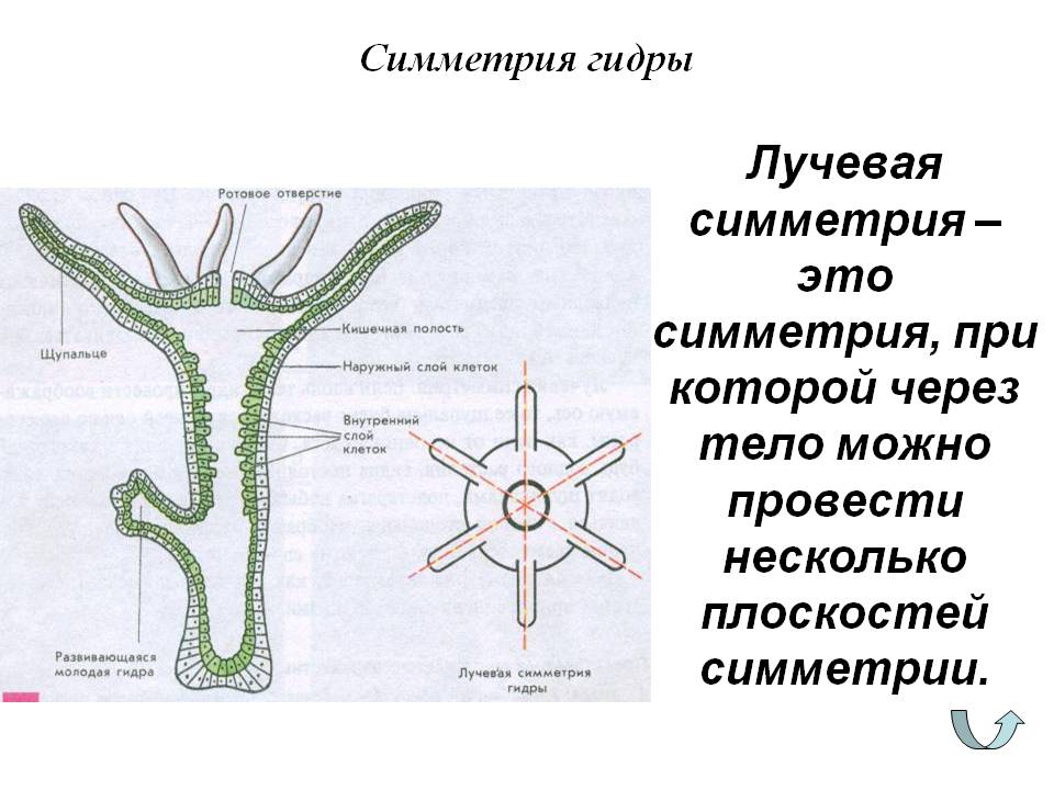 Почему в кракене пользователь не найден