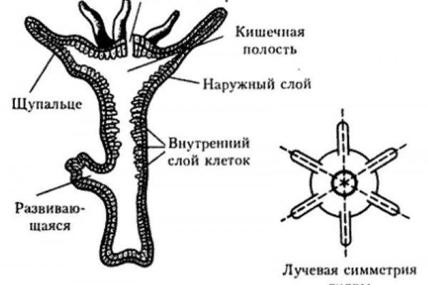 Кракен маркет онион